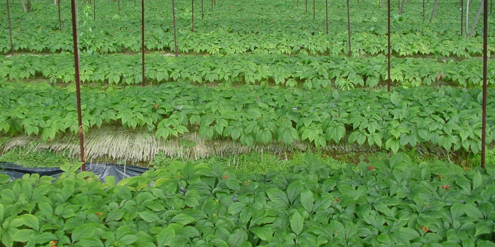 STORY_FARM STORY_FARM
