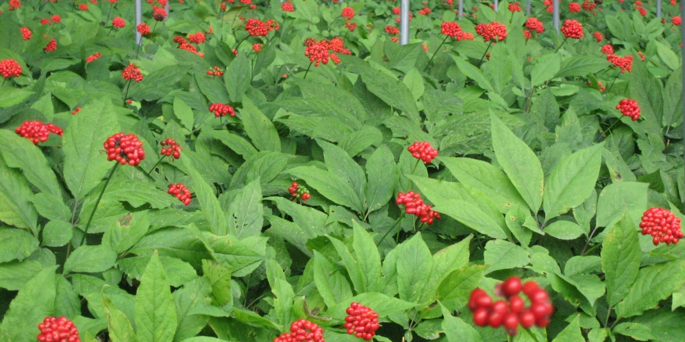 STORY_FARM_F STORY_FARM_F